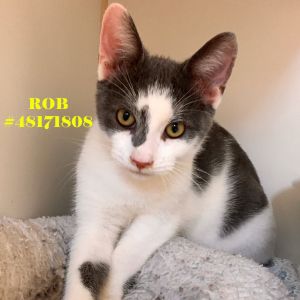 Rob