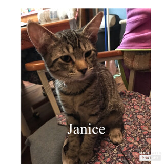Janice 1