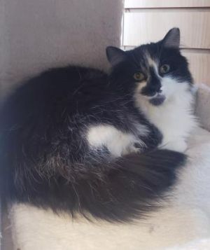 Cat For Adoption Kamilah A Domestic Long Hair In Downers Grove Il Petfinder