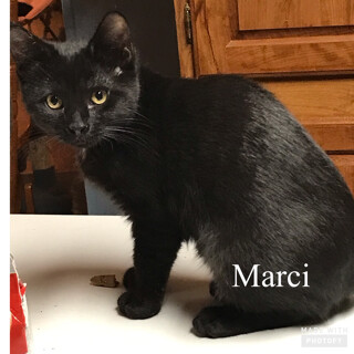Marci (Kitten) 1