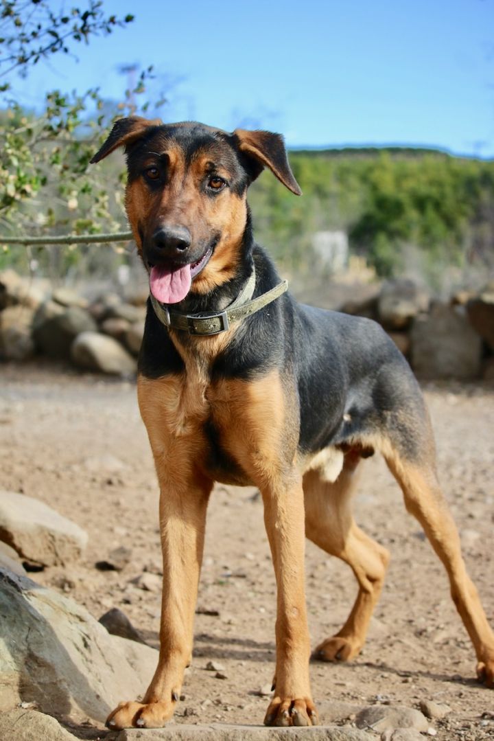 how big will a german shepherd doberman mix get