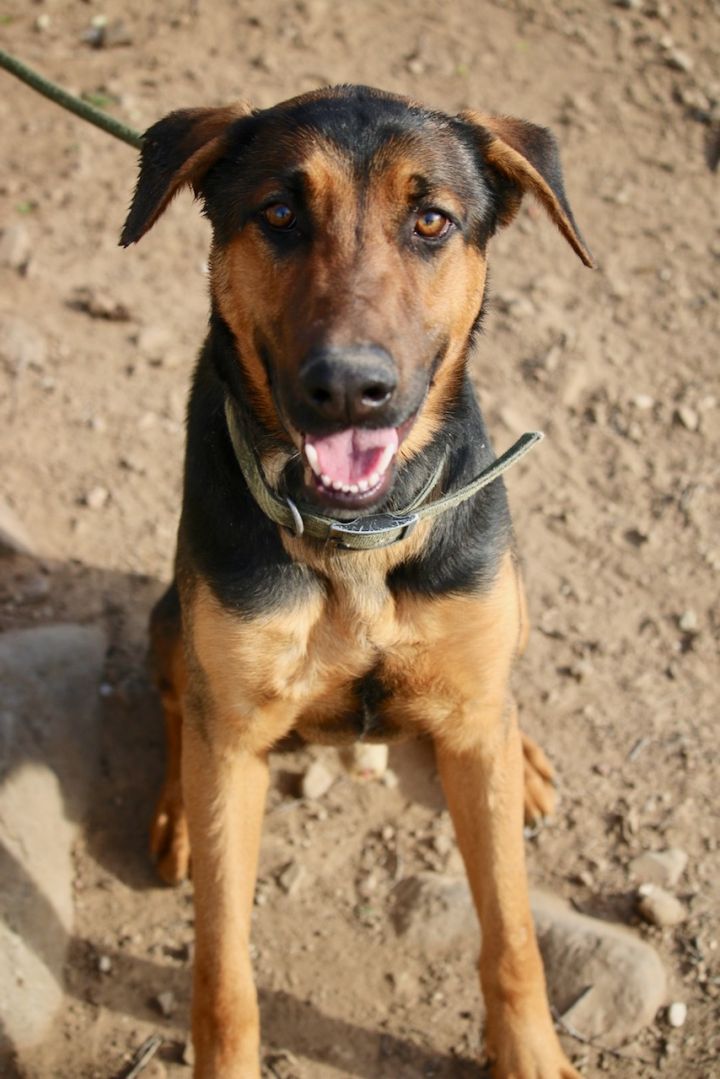 Begivenhed molekyle episode Dog for adoption - Beau, a Doberman Pinscher & German Shepherd Dog Mix in  Fillmore, CA | Petfinder