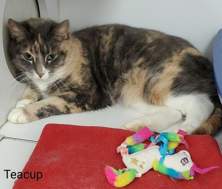 Teacup, an adoptable Domestic Short Hair Mix in Neillsville, WI_image-1