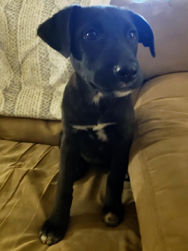 Penny, an adoptable Labrador Retriever Mix in Smithfield, NC_image-1