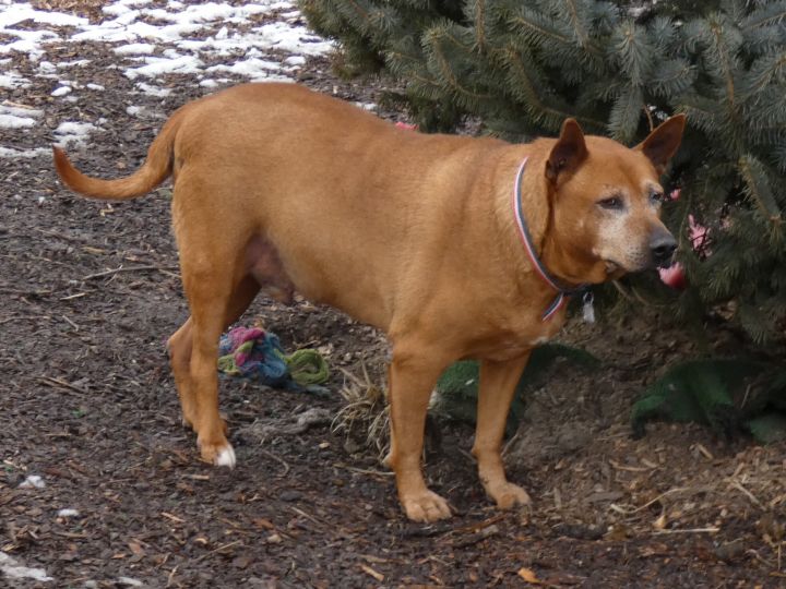 Rusty, an adoptable Cattle Dog Mix in Bloomingdale, NJ_image-2