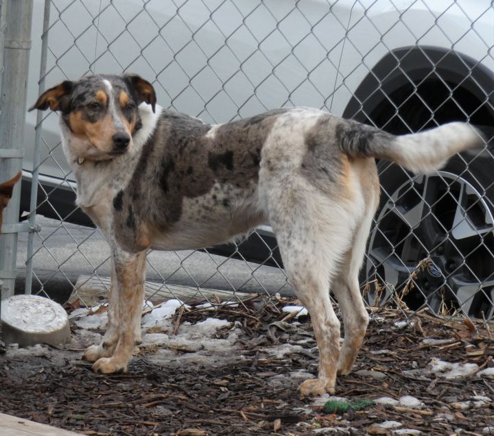 Zephyr, an adopted Catahoula Leopard Dog & Hound Mix in Bloomingdale, NJ_image-1