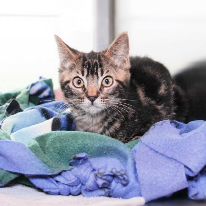 Snoopy, an adopted Domestic Short Hair Mix in Clovis, CA_image-1