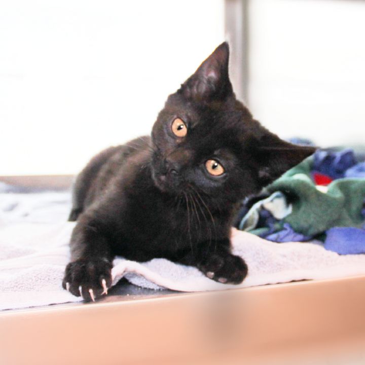Linus, an adopted Domestic Short Hair Mix in Clovis, CA_image-1
