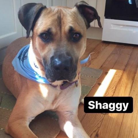 Shaggy, an adoptable Mixed Breed in Charlottesville, VA_image-4