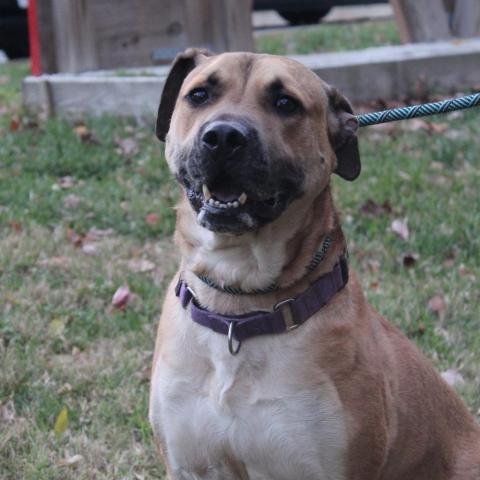 Shaggy, an adoptable Mixed Breed in Charlottesville, VA_image-6