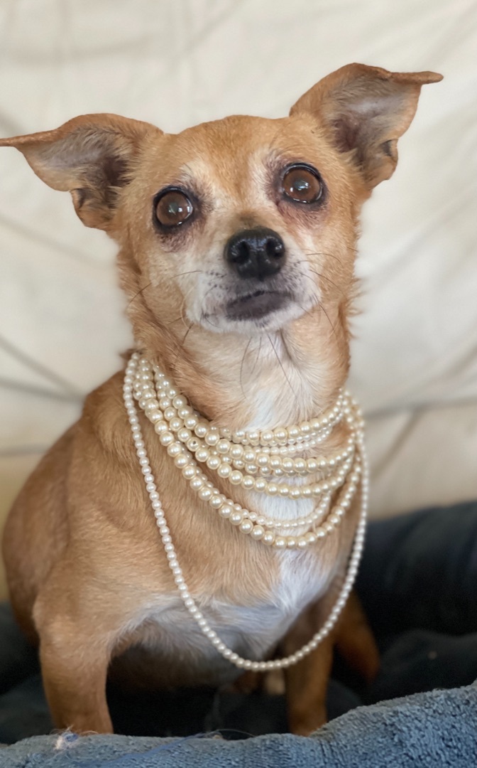 Olivia, an adoptable Chihuahua in Asheville , NC, 28806 | Photo Image 2