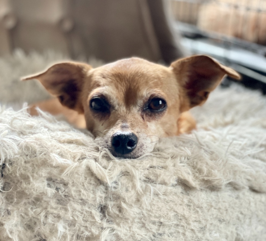Olivia, an adoptable Chihuahua in Asheville , NC, 28806 | Photo Image 3
