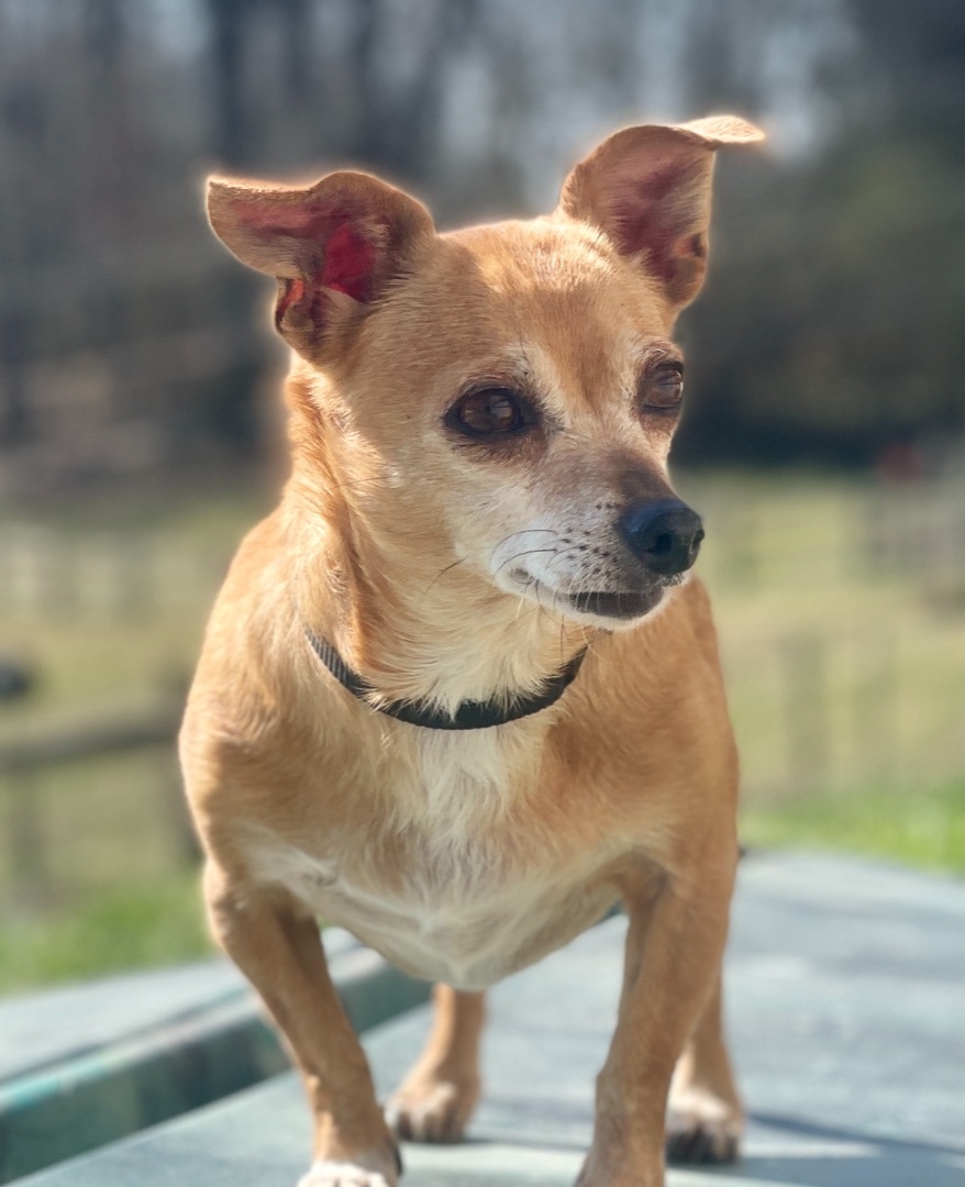Olivia, an adoptable Chihuahua in Asheville , NC, 28806 | Photo Image 1
