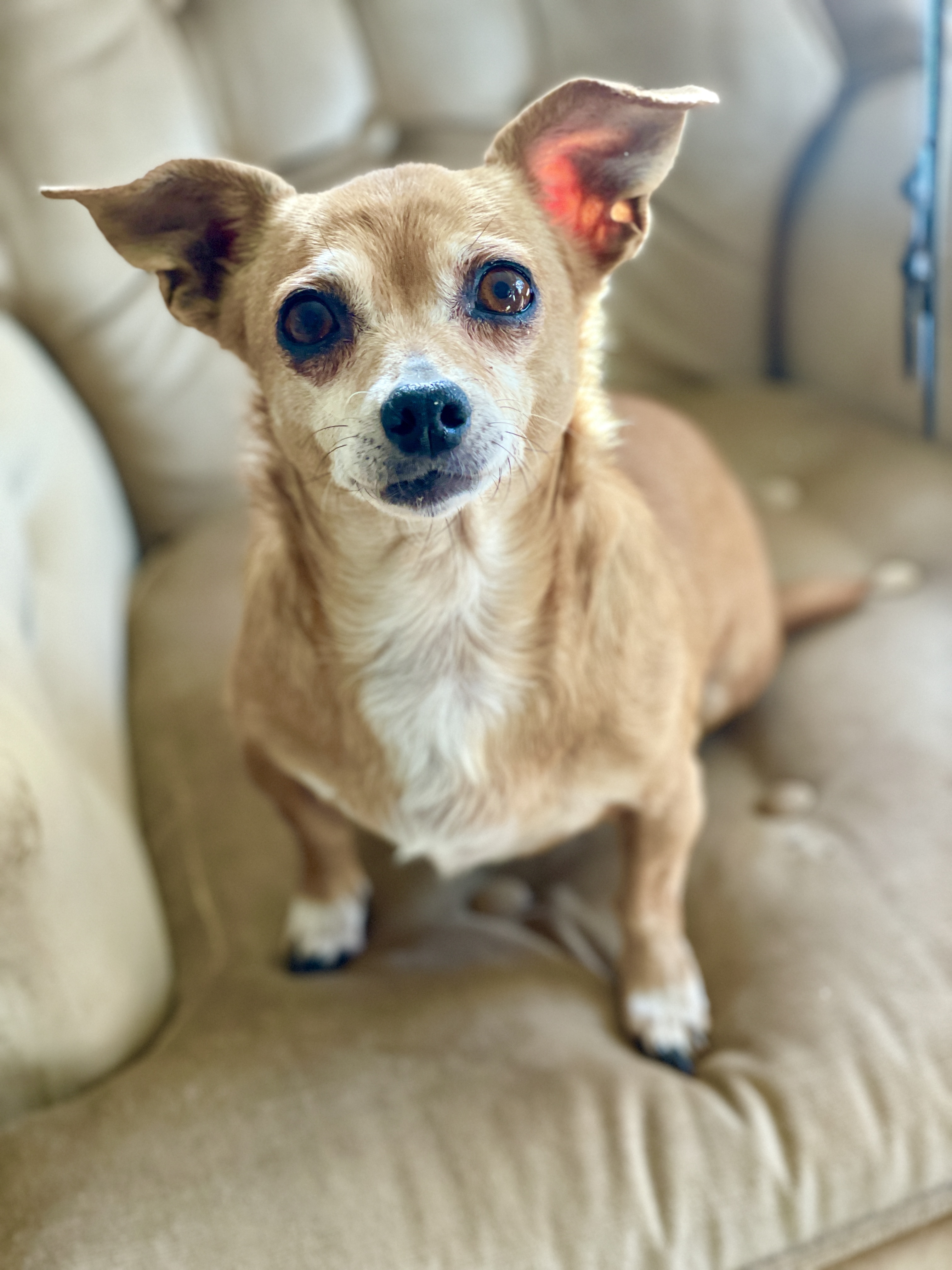 Olivia, an adoptable Chihuahua in Asheville , NC, 28806 | Photo Image 4