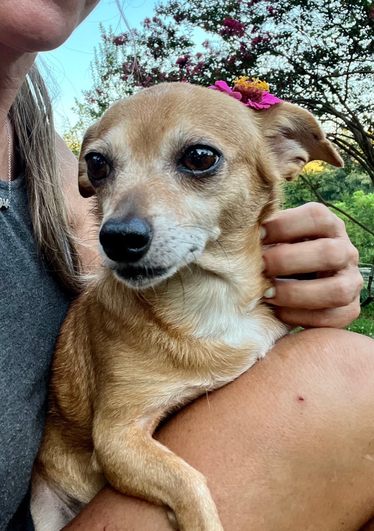 Olivia, an adoptable Chihuahua in Asheville , NC, 28806 | Photo Image 5