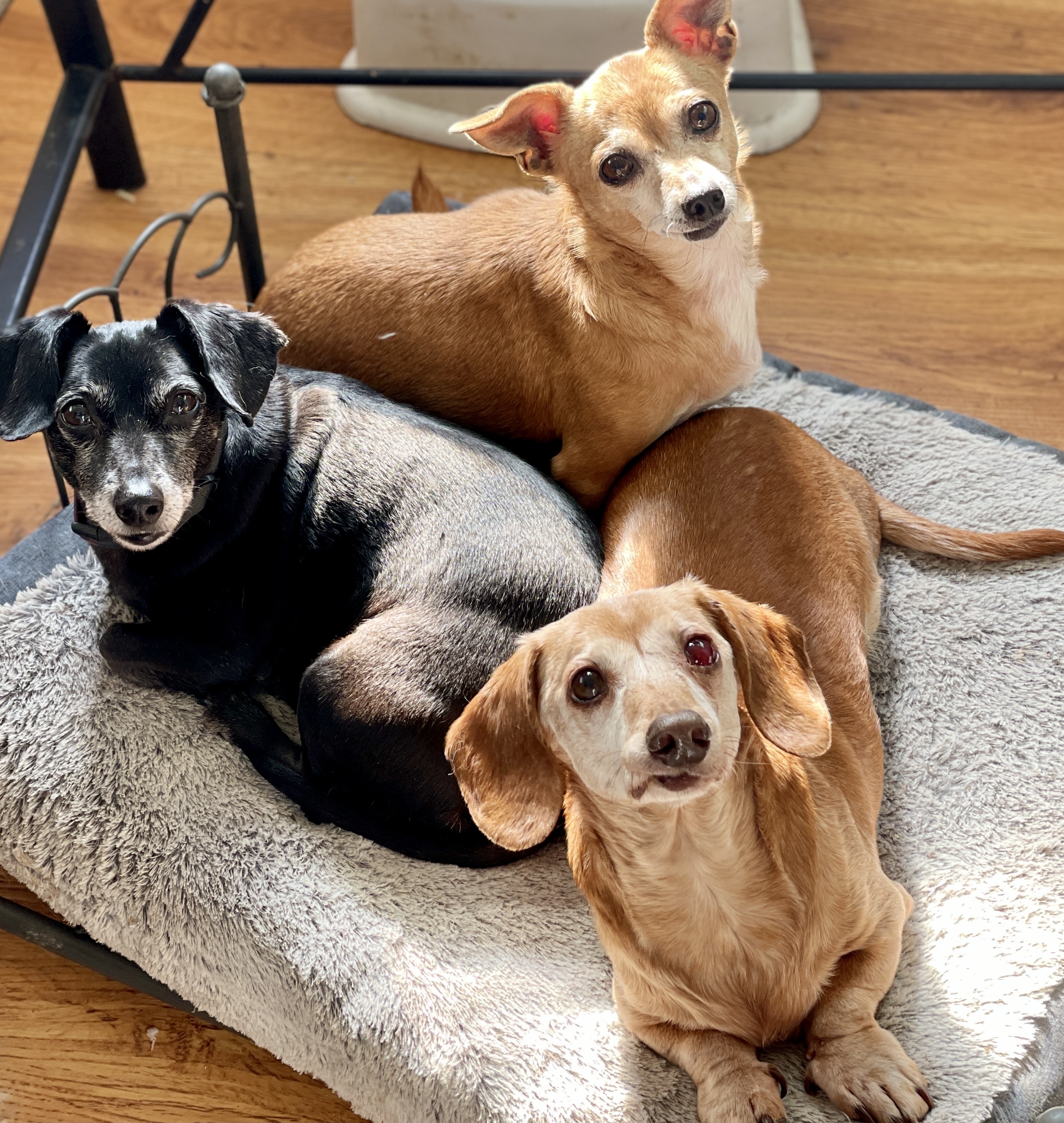 Olivia, an adoptable Chihuahua in Asheville , NC, 28806 | Photo Image 6
