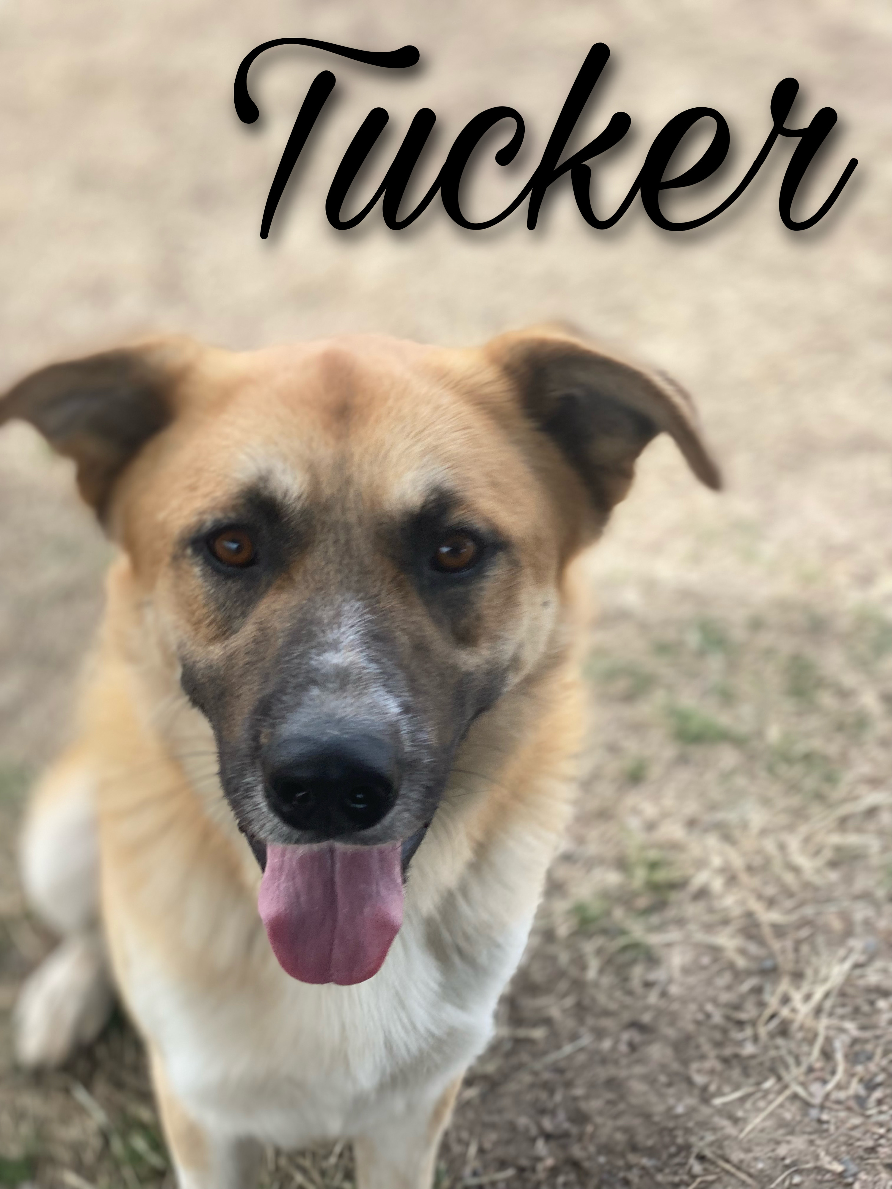 Tucker