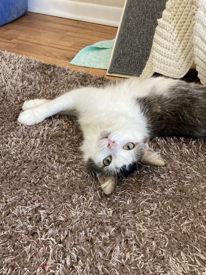 Sparkles A-4702, an adoptable Maine Coon & Domestic Long Hair Mix in East Lansing, MI_image-4
