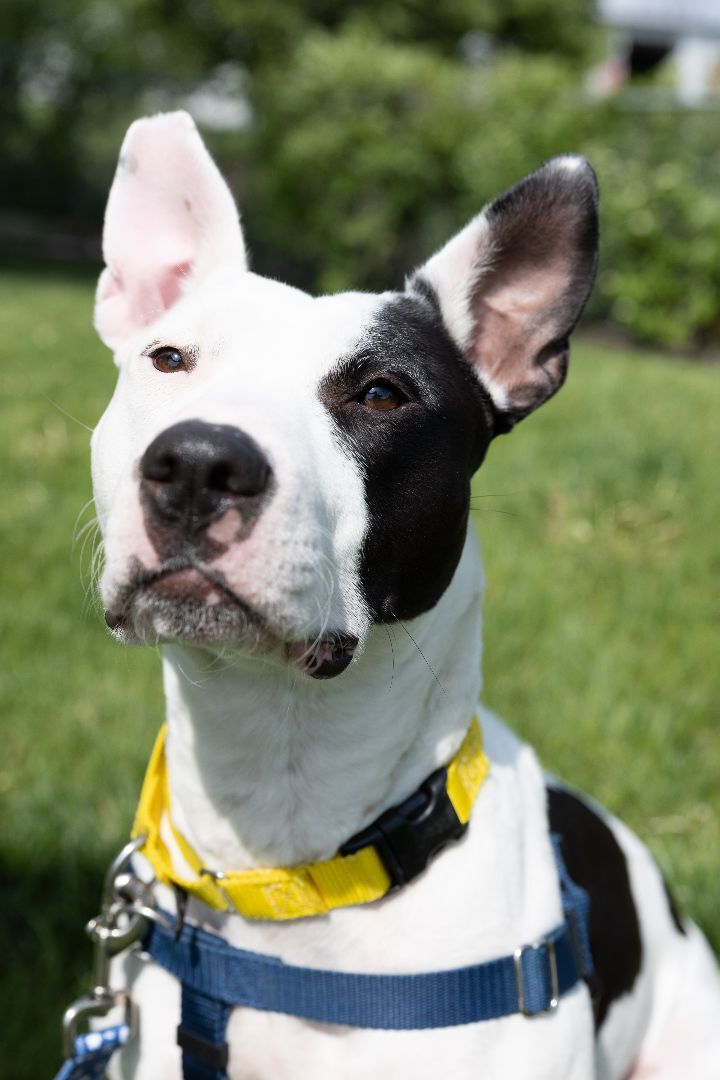 Daisy, an adoptable Pit Bull Terrier Mix in Naperville, IL_image-3