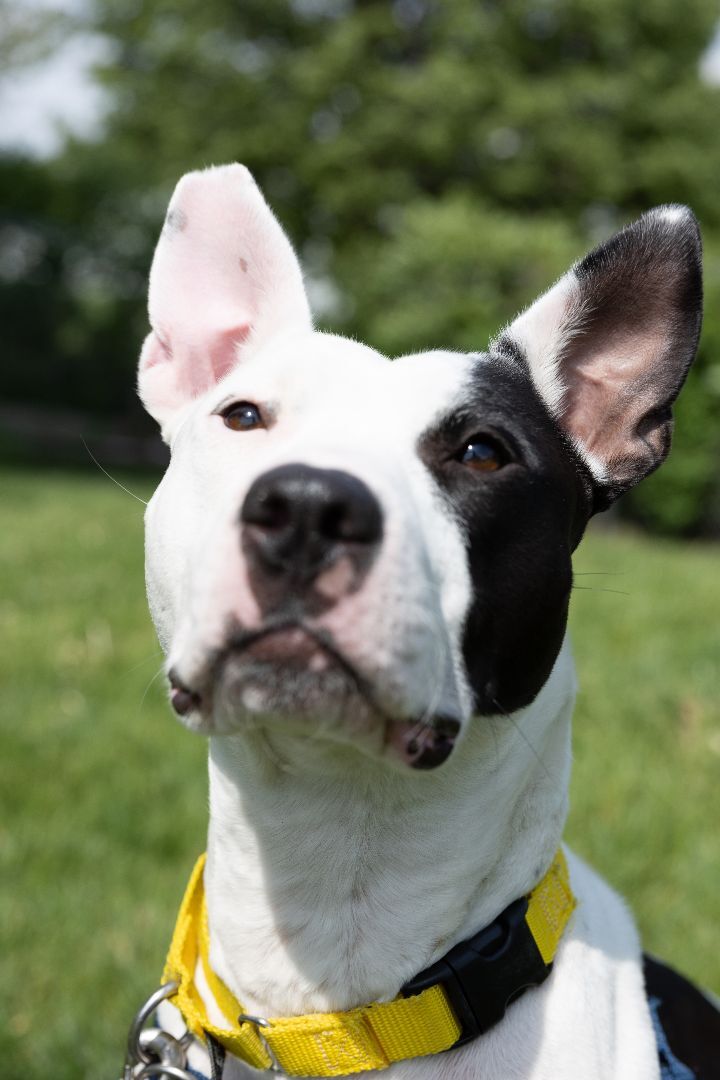 Daisy, an adoptable Pit Bull Terrier Mix in Naperville, IL_image-4