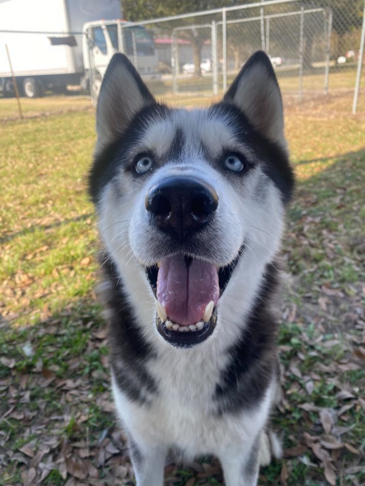 Tony, an adopted Husky Mix in Carencro, LA_image-1