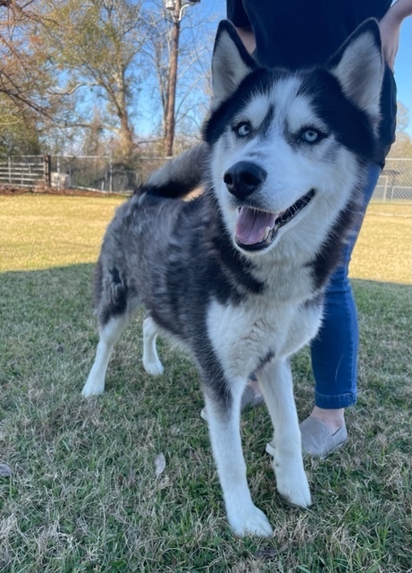 Tony, an adopted Husky Mix in Carencro, LA_image-3
