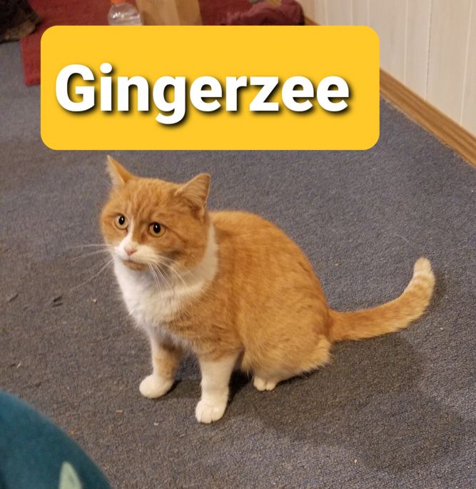 Gingerzee (Lori's foster)