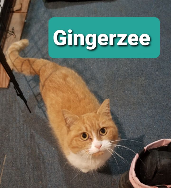 Gingerzee (Lori's foster) 5