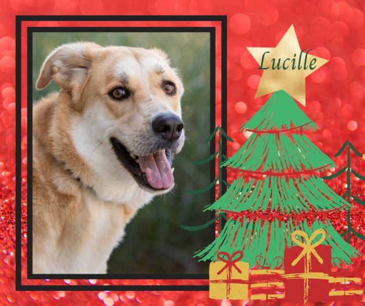 Lucille, an adoptable German Shepherd Dog & Saint Bernard Mix in Murphysboro, IL_image-6