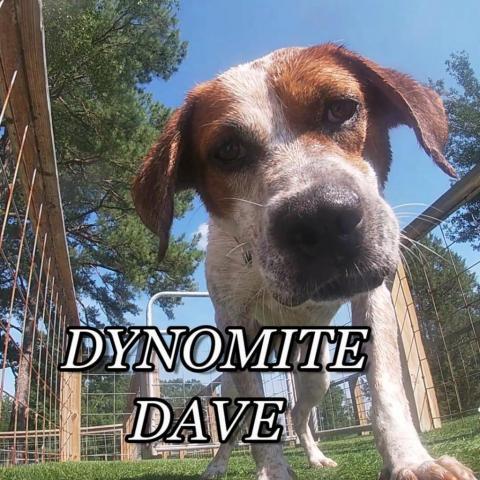 Dynomite Dave