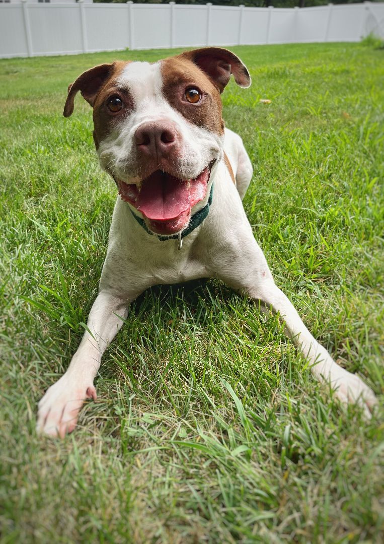 Popeye, an adoptable American Staffordshire Terrier, Pit Bull Terrier in Nutting Lake, MA, 01865 | Photo Image 4