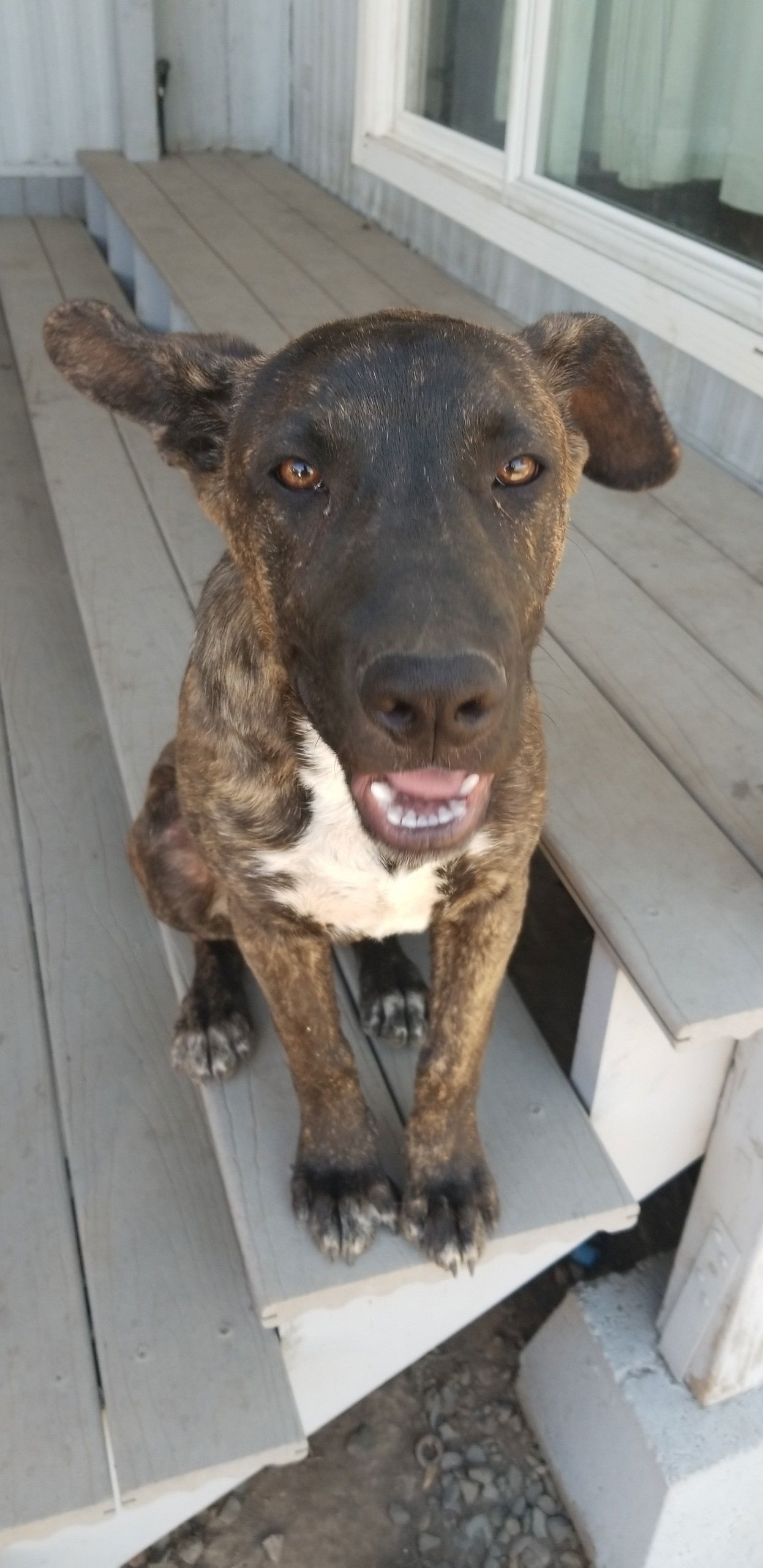 Fearless, an adoptable Pit Bull Terrier, German Shepherd Dog in Woodland, CA, 95776 | Photo Image 1