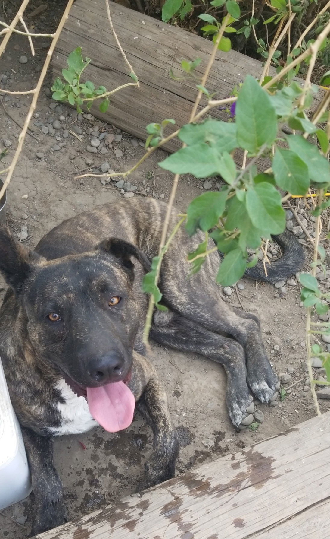 Fearless, an adoptable Pit Bull Terrier, German Shepherd Dog in Woodland, CA, 95776 | Photo Image 2