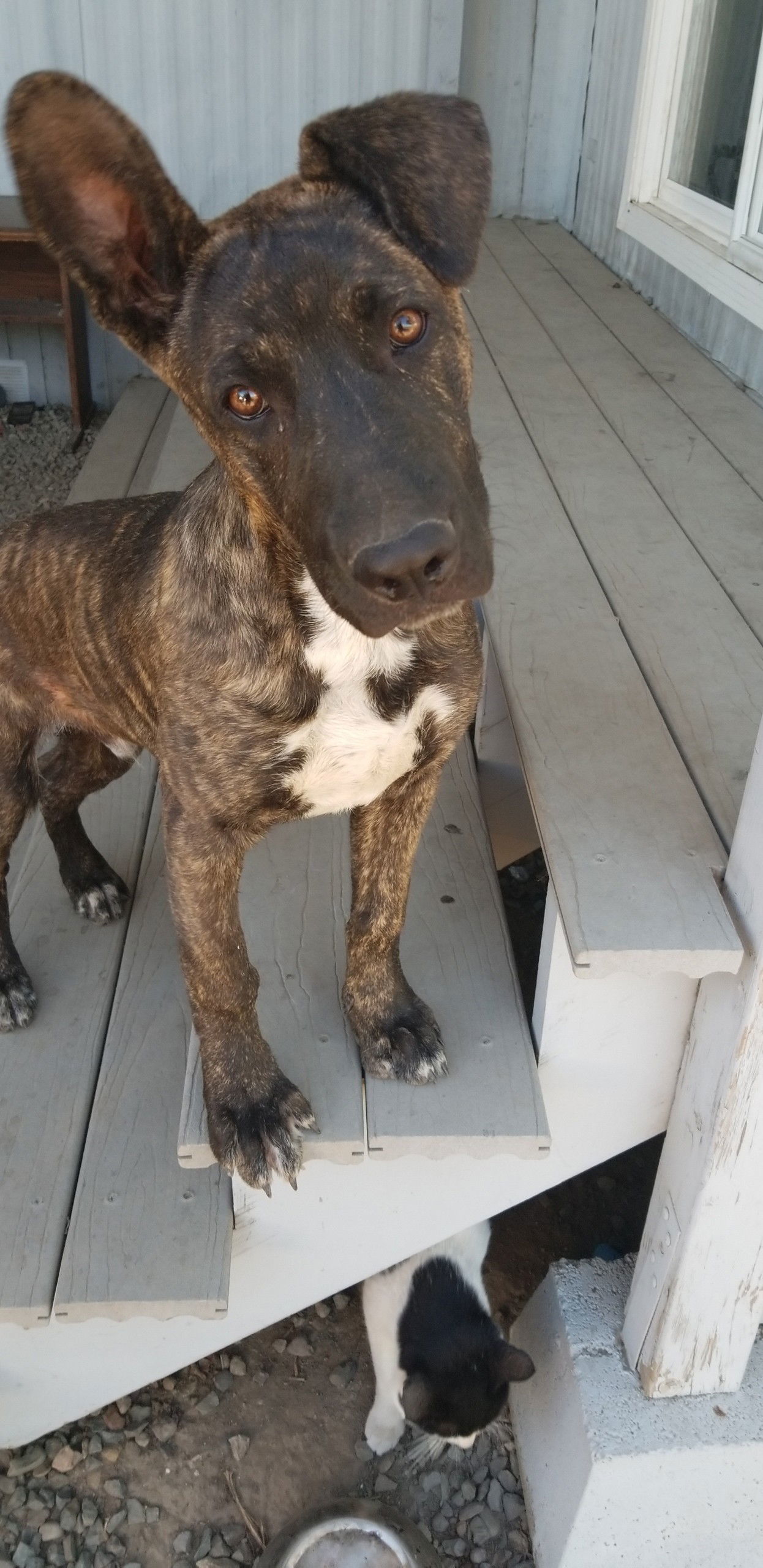 Fearless, an adoptable Pit Bull Terrier, German Shepherd Dog in Woodland, CA, 95776 | Photo Image 3