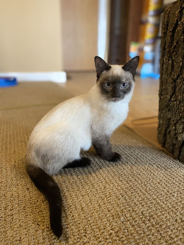 S’more A-4490, an adopted Siamese in East Lansing, MI_image-1