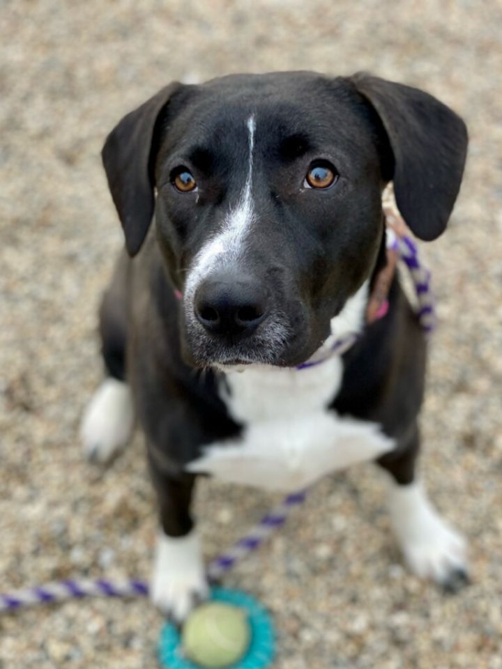 Kristie (loves to play in the snow!), an adopted Labrador Retriever & English Pointer Mix in White Lake, MI_image-1