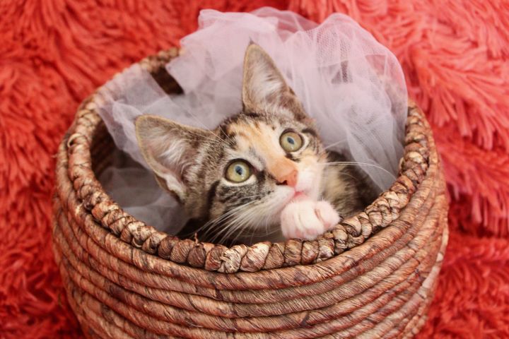 Enchanting Emma, an adopted Calico & Tabby Mix in Saint Augustine, FL_image-3