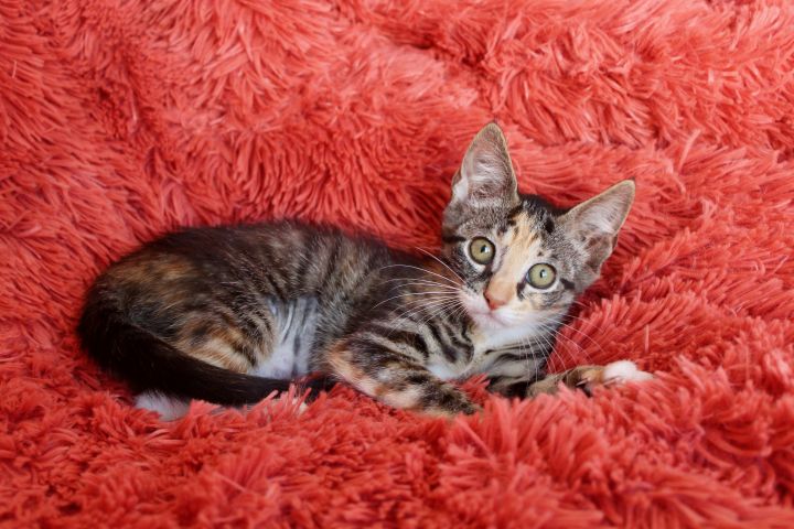 Enchanting Emma, an adopted Calico & Tabby Mix in Saint Augustine, FL_image-6