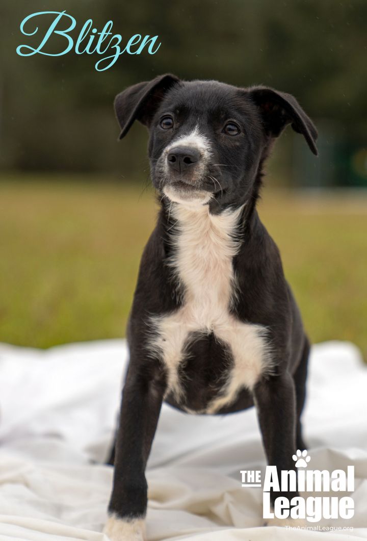Blitzen, an adopted Labrador Retriever & Catahoula Leopard Dog Mix in Clermont, FL_image-1