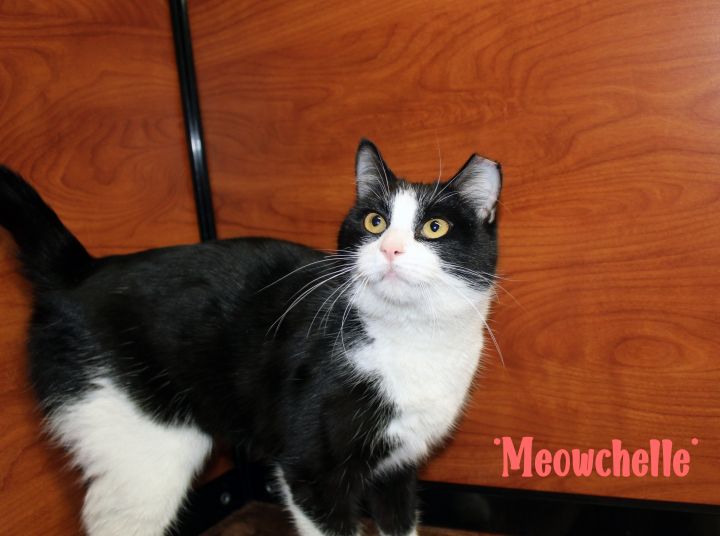 Meowchelle, an adopted Domestic Short Hair in Centerville, UT_image-1