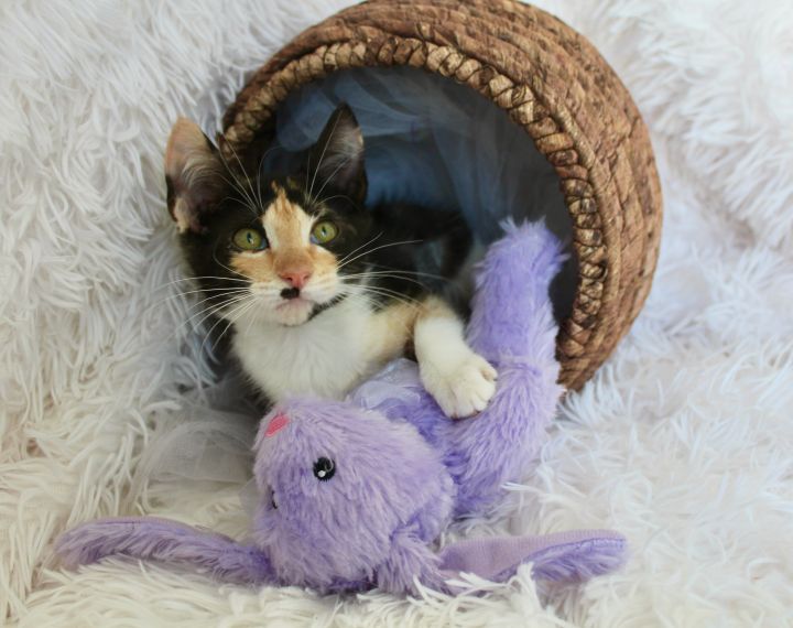 Marvelous Mindy, an adopted Calico in Saint Augustine, FL_image-4