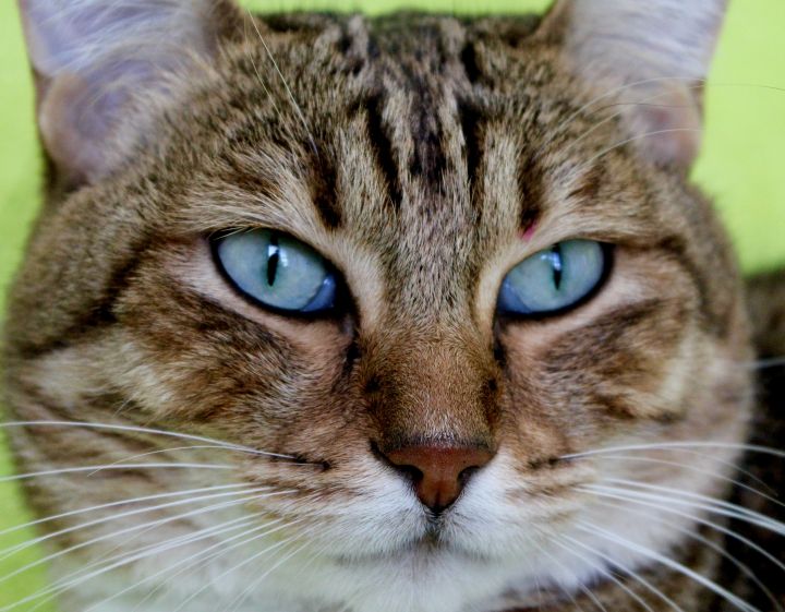 Sensation Sadie, an adoptable Torbie & Norwegian Forest Cat Mix in Saint Augustine, FL_image-1