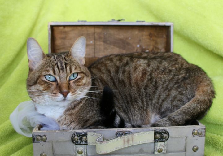 Sensation Sadie, an adoptable Torbie & Norwegian Forest Cat Mix in Saint Augustine, FL_image-2