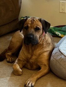 Juliana, an adoptable Mastiff, Labrador Retriever in Chester, NJ, 07930 | Photo Image 1