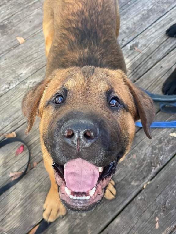 Juliana, an adoptable Mastiff in Chester, NJ, 07930 | Photo Image 2