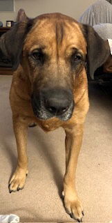 Juliana, an adoptable Mastiff, Labrador Retriever in Chester, NJ, 07930 | Photo Image 2