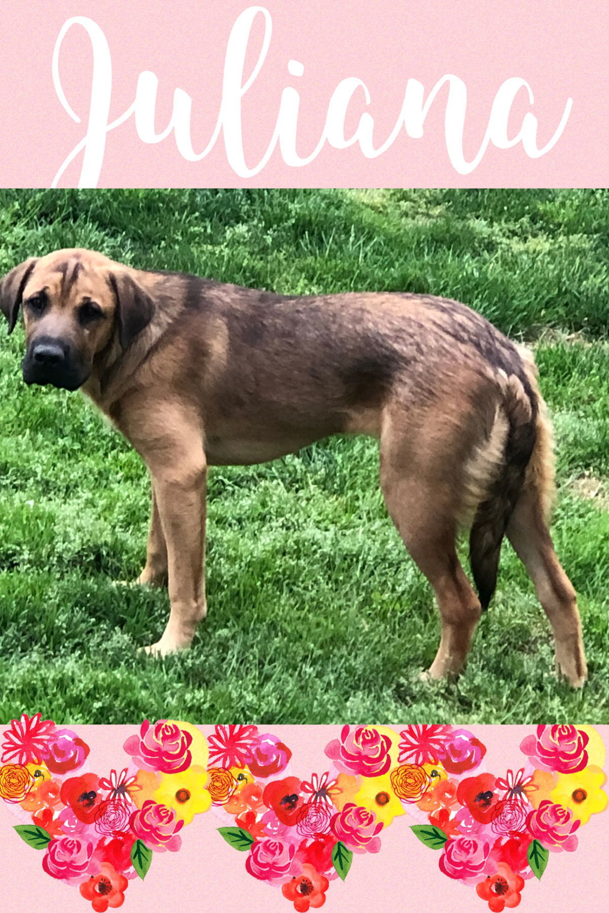 Juliana, an adoptable Mastiff in Chester, NJ, 07930 | Photo Image 3