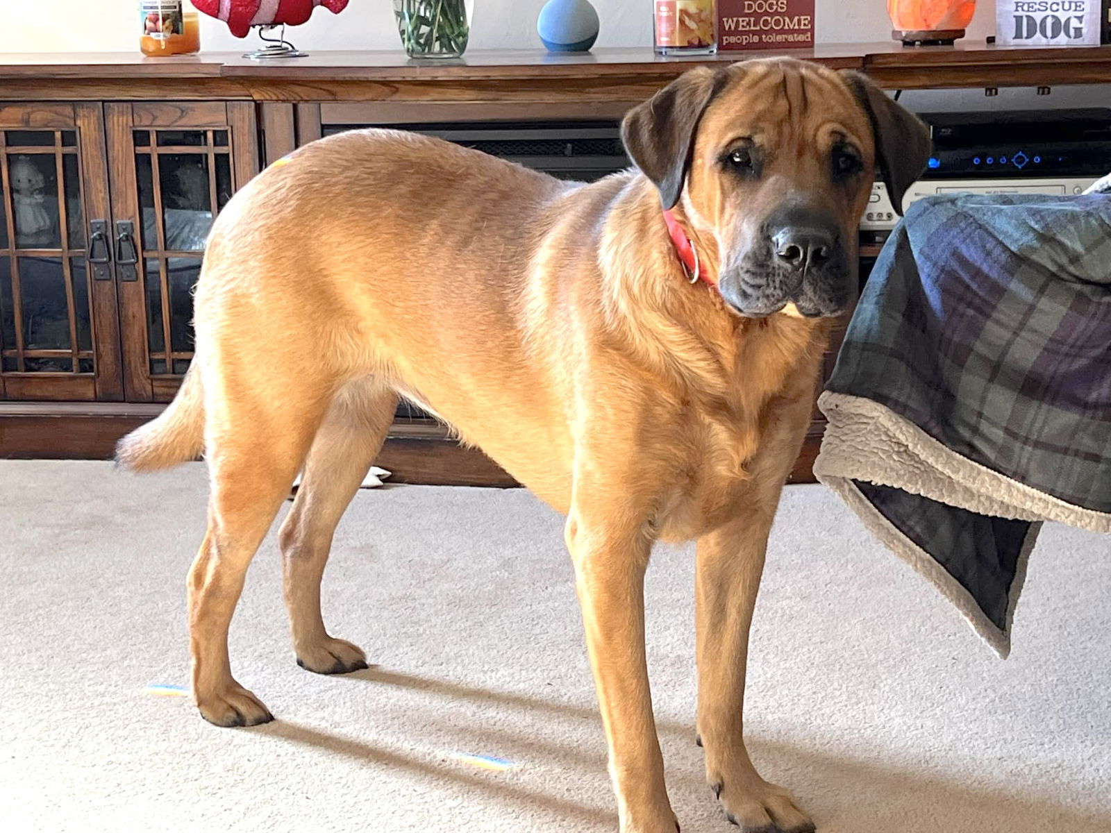 Juliana, an adoptable Mastiff, Boerboel in Chester, NJ, 07930 | Photo Image 3