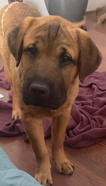 Juliana, an adoptable Mastiff in Chester, NJ, 07930 | Photo Image 3