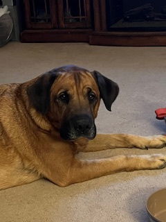 Juliana, an adoptable Mastiff, Labrador Retriever in Chester, NJ, 07930 | Photo Image 3